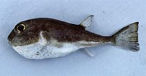 To FishBase images (<i>Javichthys kailolae</i>, Indonesia, by Gloerfelt-Tarp, T.)
