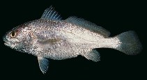 To FishBase images (<i>Johnius dussumieri</i>, Kenya, by Randall, J.E.)