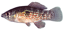 Image of Jordanella floridae (Flagfish)