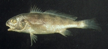 To FishBase images (<i>Johnius grypotus</i>, by Shao, K.T.)
