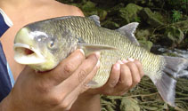 To FishBase images (<i>Joturus pichardi</i>, Honduras, by Matamoros, W.A.)