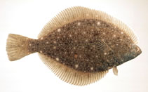 To FishBase images (<i>Kareius bicoloratus</i>, Japan, by Suzuki, T.)