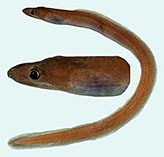 To FishBase images (<i>Kaupichthys brachychirus</i>, Palau, by Winterbottom, R.)