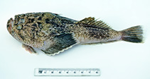 To FishBase images (<i>Kathetostoma canaster</i>, Australia, by Graham, K.)