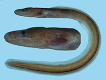 To FishBase images (<i>Kaupichthys diodontus</i>, Palau, by Winterbottom, R.)