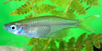 To FishBase images (<i>Kalyptatherina helodes</i>, Indonesia, by Hadiaty, R.K.)