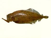 To FishBase images (<i>Kamoharaia megastoma</i>, by CSIRO)