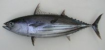 To FishBase images (<i>Katsuwonus pelamis</i>, Cape Verde, by Freitas, R.)