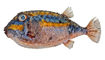 To FishBase images (<i>Kentrocapros flavofasciatus</i>, Australia, by Graham, K. / NSW Fisheries)
