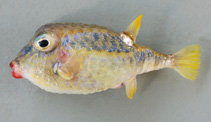 To FishBase images (<i>Kentrocapros rosapinto</i>, Mozambique, by Alvheim, O./Institute of Marine Research (IMR))