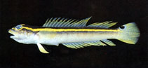 To FishBase images (<i>Kochichthys flavofasciata</i>, Chinese Taipei, by The Fish Database of Taiwan)