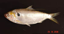 To FishBase images (<i>Konosirus punctatus</i>, China, by Liu, J.)