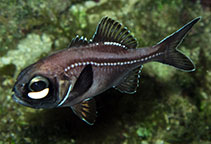 Image of Kryptophanaron alfredi (Atlantic flashlightfish)