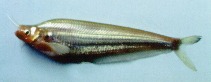 To FishBase images (<i>Kryptopterus cheveyi</i>, Laos, by Baird,  I.G.)