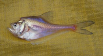 To FishBase images (<i>Kurtus gulliveri</i>, Australia, by Berra, T.M.)