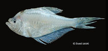 To FishBase images (<i>Kurtus indicus</i>, India, by Sen, S.K.)