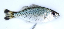 To FishBase images (<i>Kuhlia sauvagii</i>, Madagascar, by Ravelomanana, T.)
