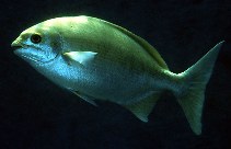 To FishBase images (<i>Kyphosus bigibbus</i>, Japan, by Randall, J.E.)