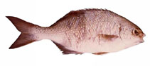 To FishBase images (<i>Kyphosus cornelii</i>, Australia, by Good, P.)