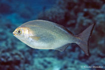 To FishBase images (<i>Kyphosus hawaiiensis</i>, by Stender, K.)