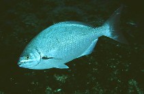 To FishBase images (<i>Kyphosus sectator</i>, Canary Is., by Minguell, C.)