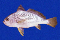To FishBase images (<i>Larimus acclivis</i>, Panama, by Robertson, R.)