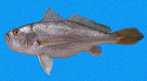 To FishBase images (<i>Larimus argenteus</i>, Panama, by Robertson, R.)