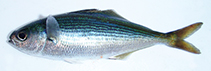 To FishBase images (<i>Labracoglossa argenteiventris</i>, Japan, by Shiina, M.)