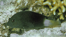 To FishBase images (<i>Labracinus atrofasciatus</i>, Philippines, by Allen, G.R.)