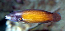To FishBase images (<i>Labropsis australis</i>, New Caledonia, by Dubosc, J.)