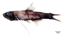 To FishBase images (<i>Lampanyctus australis</i>, Brazil, by Fischer, L.G.)