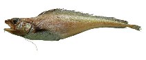 To FishBase images (<i>Laemonema barbatulum</i>, by JAMARC)