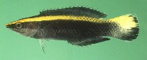 To FishBase images (<i>Labroides bicolor</i>, South Africa, by Randall, J.E.)
