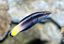 Image of Labroides bicolor (Bicolor cleaner wrasse)