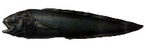 To FishBase images (<i>Lamprogrammus brunswigi</i>, by Welter-Schultes, F.)
