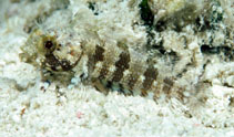 To FishBase images (<i>Labrisomus bucciferus</i>, Belize, by Randall, J.E.)