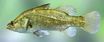 To FishBase images (<i>Lates calcarifer</i>, Sri Lanka, by Ramani Shirantha)