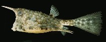 To FishBase images (<i>Lactoria cornuta</i>, Indonesia, by Randall, J.E.)