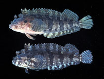 To FishBase images (<i>Labrisomus cricota</i>, Brazil, by Gasparini, J.L.)