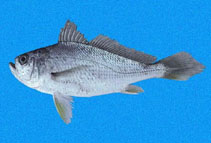 To FishBase images (<i>Larimus effulgens</i>, Panama, by Allen, G.R.)