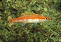 To FishBase images (<i>Lappanella fasciata</i>, by Furlan, B.)