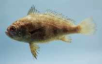 To FishBase images (<i>Larimus fasciatus</i>, by NOAA\NMFS\Mississippi Laboratory)
