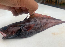 To FishBase images (<i>Laemonema filodorsale</i>, Guam, by Tibbatts, B.)