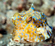 To FishBase images (<i>Lactoria fornasini</i>, Indonesia, by Greenfield, J.)
