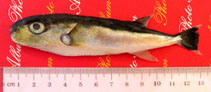 To FishBase images (<i>Lagocephalus gloveri</i>, by Tran, H.H.)