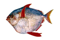 To FishBase images (<i>Lampris guttatus</i>, Brazil, by Mincarone, M.M.)
