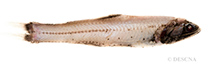 To FishBase images (<i>Lampanyctus intricarius</i>, Denmark, by DESCNA)