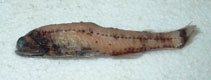 To FishBase images (<i>Lampanyctus iselinoides</i>, Chile, by Reyes, P.)