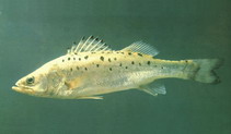To FishBase images (<i>Lateolabrax japonicus</i>, by CAFS)