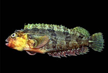 To FishBase images (<i>Labrisomus jenkinsi</i>, Galapagos Is., by Robertson, R.)